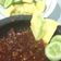 Cooksnap dari Ratih Jati untuk resep Rujak buah minimalis