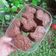 Cooksnap dari Yunita Arianty untuk resep Semprit Cokelat (resep Bu Fatmah Bahalwan)