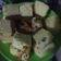 Cooksnap dari Putri Mawar untuk resep Bolu Susu Dancow 2 Telur no Mixer
