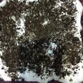 El cooksnap de Pedro Lo cuando hizo Tarta de oreo.