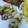 El cooksnap de @tesa.cuina cuando hizo calamares a la plancha con pisto..