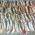 Cooksnap από Βασίλω στη συνταγή Απλά... σαρδέλες στο φούρνο