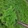 Cooksnap dari Febby Nurul untuk resep Cendol homemade