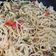 Cooksnap Nur Afni Syafinaz semasa beliau membuat Aglio Olio Spaghetti.