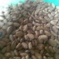 Cooksnap dari Tro Jan untuk resep Biji Ketapang Renyah dan Empuk