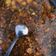 Cooksnap dari Aiko Mitsuki untuk resep Semur Lidah Sapi