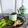 Cooksnap dari Dina_Khansa untuk resep Teh Daun Jambu Biji dengan Jahe