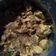 Cooksnap dari zhyNdy untuk resep Ayam Cincang Saus Tiram (mirip topping mie ayam abang2) enak bgt