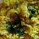 Cooksnap dari Yuni Dwi Lestari untuk resep Nasi Goreng Kuning Udang Kemangi