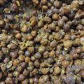charish taneja's cooksnap of when they made Sukha black chana / dry black chickpeas.