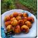Cooksnap dari Mona Astria untuk resep Bola2 Ubi Merah (Godok Pelo Merah)