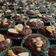 Cooksnap dari Puji untuk resep Brownies Mini Kering