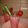 Cooksnap από ΛΕΝΑ ΚΟΝΤ. στη συνταγή Smoothie φράουλας