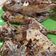 Cooksnap dari Laela Palupi untuk resep Ikan Bawal Goreng