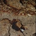 El cooksnap de Luciana C. Pereyra cuando hizo Pan de lentejas sin harinas 🍞🥖.
