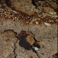 El cooksnap de Luciana C. Pereyra cuando hizo Pan de lentejas sin harinas 🍞🥖.