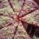 Cooksnap dari Yulia Mandrasari untuk resep Dragon fruit cake (snack MpAsi 1y+