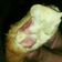 Cooksnap dari FatmaWardy untuk resep Risoles Mayoneis