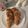Cooksnap από Πόπη Παύλου στη συνταγή Λαζαράκια...