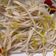 小汶醬 的 涼拌豆芽 cooksnap