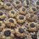 Cooksnap dari Ana Puspita untuk resep Peanut Choco Thumbprint Cookies renyah+step by step 