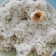 Cooksnap dari Nathalia Joliati untuk resep Klepon Labu Kuning Tanpa Air Kapur Sirih n Ketan