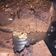 Cooksnap dari Khoirunniza Alawiyah untuk resep Brownies chocolatos kukus nan lembut