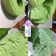 Cooksnap dari Wahyu Riyanti untuk resep Brownies Kukus Chocolatos Matcha