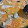 Cooksnap dari Bunga Dahlia untuk resep Tongseng Ayam Santan