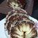 Cooksnap dari san san untuk resep Typhoon Hurricane Matcha Roll Cake