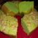 Cooksnap dari mama rafli razi untuk resep Bolu pandan
