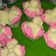 Cooksnap dari liesa Bmoian untuk resep Bolu Kukus Mekar No Soda