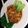 Cooksnap dari Andriani Astutik untuk resep Pokcoy Ayam Saus Teriyaki