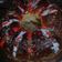 El cooksnap de Marion Magro cuando hizo Rosca de Pascuas/Reyes/Trenzas.