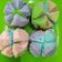 Cooksnap dari Dapur Naira untuk resep Anti Gagal,Bolu Kukus Mekar Cantik By.Uli's Kitchen