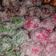 Cooksnap dari NabilaNasuha untuk resep Klepon