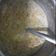 Yogita का कुकस्नैप जब उन्होंने बूंदी का रायता (Boondi ka raita recipe in hindi) बनाया था।