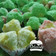 Cooksnap dari Mama NiRa untuk resep Bolu kukus mekar tanpa soda ala mommy rafa