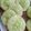 Cooksnap dari Anny Risyani untuk resep Kue Cucur