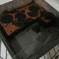 Cooksnap dari Livia Andersen untuk resep Brownies Panggang Oreo