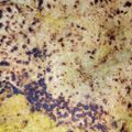 Sadhna का कुकस्नैप जब उन्होंने पोहा पराठा (poha paratha recipe in Hindi) बनाया था।