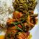 Cooksnap dari molen keju untuk resep Bunga Pepaya Tumis Teri (no pahit)