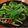 潘俊霖的(簡單料理) 的 XO干貝醬熱炒山蘇 cooksnap