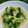 Cooksnap dari BACS untuk resep Garlic Broccoli