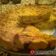 Cooksnap από edessaia στη συνταγή Κις Λορέν (Quiche Lorraine)