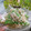 Cooksnap dari Ana Izza untuk resep Lupis