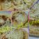 Cooksnap dari Inti E untuk resep Cheese Paratha (Indian Flatbread Stuffed with Cheese)