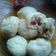 Cooksnap dari Diajeng Saraswati untuk resep Bapao menul roombutter