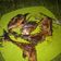 Cooksnap dari Pawon Enak Bunda"chiia untuk resep Ikan bakar asoy