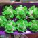Cooksnap dari ifa elilina untuk resep Bikang Mawar Empuk Berserat